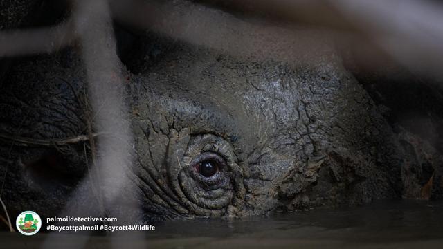 Testimony by arrested #poachers in #Indonesia finds 26 of the remaining 72 #Javan #Rhino 🦏 are still alive 😭 We must scramble to protect these beautiful and unique #animals urgently! #Boycottmeat #BoycottPalmOil #Boycott4Wildlife @palmoildetect https://wp.me/pcFhgU-91C?utm_source=mastodon&utm_medium=Palm+Oil+Detectives&utm_campaign=publer