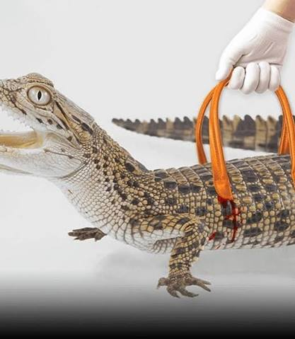 Crocodile leather and cruelty campaign.