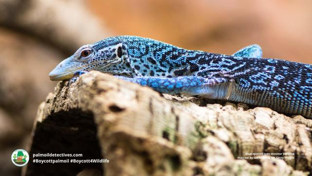 Glimpsed as a flash of electric blue in the dense #jungle of #WestPapua, Blue Spotted Tree #Monitors are #lizards #endangered by the #pet trade and #ecocide in rainforests of #Papua 🌴🔥☠️🤢⛔️ Fight for them! #Boycott4Wildlife @palmoildetect https://wp.me/pcFhgU-dAZ?utm_source=mastodon&utm_medium=Palm+Oil+Detectives&utm_campaign=publer