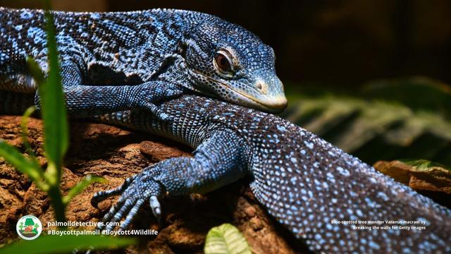 Glimpsed as a flash of electric blue in the dense #jungle of #WestPapua, Blue Spotted Tree #Monitors are #lizards #endangered by the #pet trade and #ecocide in rainforests of #Papua 🌴🔥☠️🤢⛔️ Fight for them! #Boycott4Wildlife @palmoildetect https://wp.me/pcFhgU-dAZ?utm_source=mastodon&utm_medium=Palm+Oil+Detectives&utm_campaign=publer